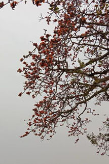 Nàng Như Hoa Như Ngọc