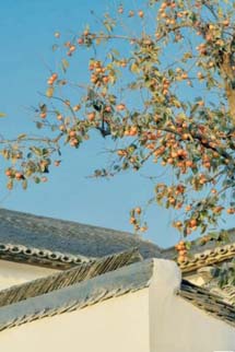 Tình Yêu Cuồng Nhiệt Mùa Hè